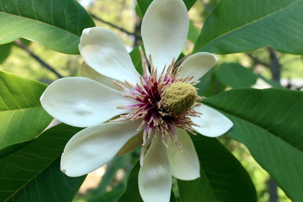 Magnolia ciudata