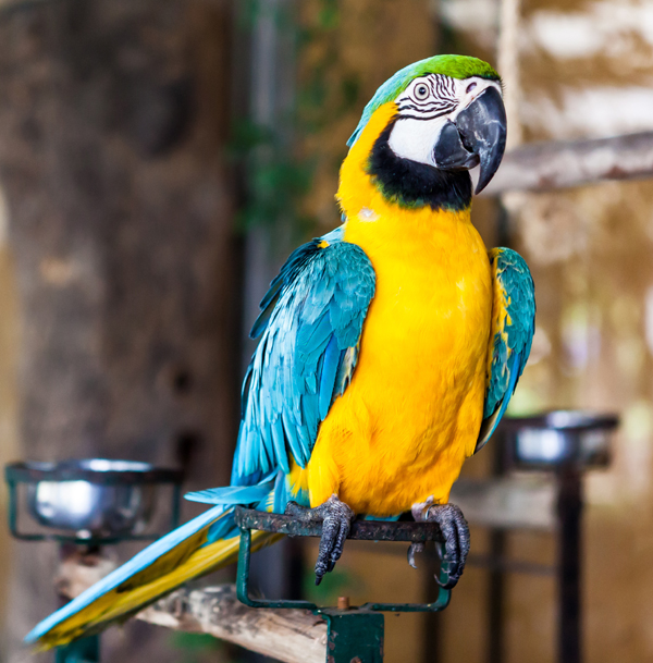 Blue wing macaw