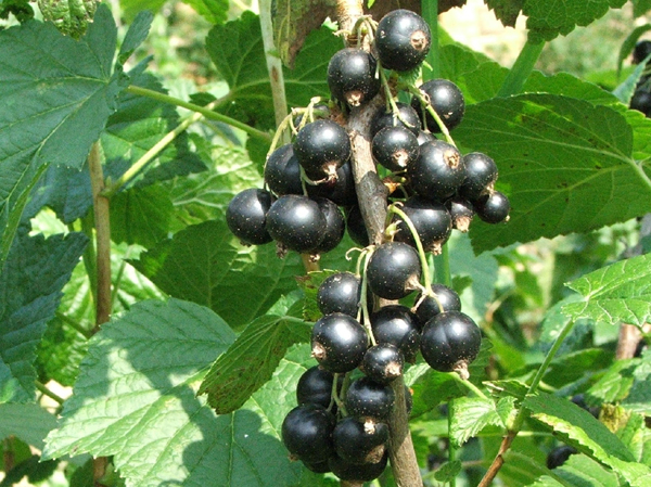 Ceai Coacaz Negru Frunze, 100 g, Hypericum