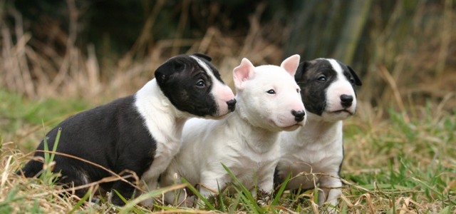 Bull Terrier, “gladiatorul rasei canine”